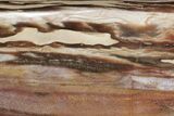 Free-Standing, Polished Petrified Wood - Madagascar #214839-4